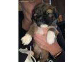 Lhasa Apso Puppy for sale in Ripley, WV, USA