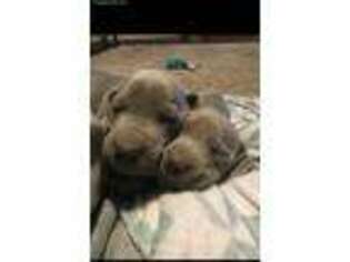 Weimaraner Puppy for sale in Madison, IN, USA
