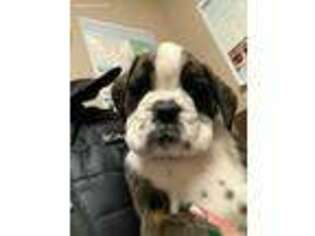 Boxer Puppy for sale in Clinton Township, MI, USA