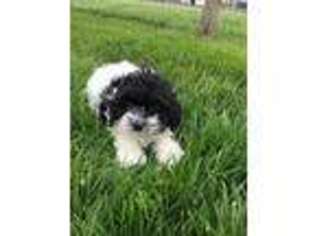 Mutt Puppy for sale in Fort Plain, NY, USA