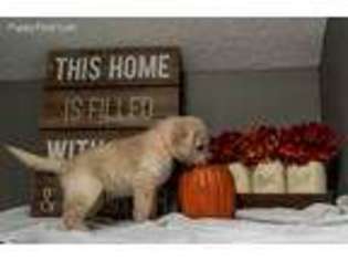 Labradoodle Puppy for sale in Fontanelle, IA, USA