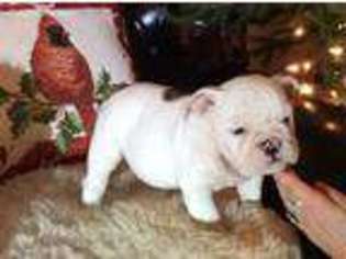 Bulldog Puppy for sale in Hartwick, NY, USA