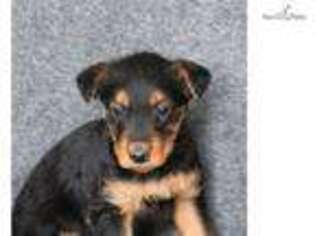 Airedale Terrier Puppy for sale in Harrisburg, PA, USA