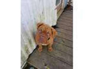Medium Photo #1 American Bulldog Puppy For Sale in Bethel Springs, TN, USA