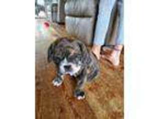 Bulldog Puppy for sale in Winneconne, WI, USA
