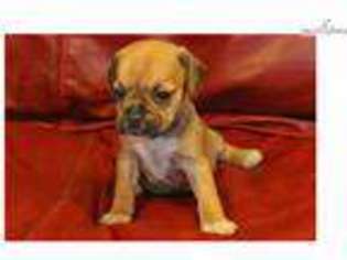Puggle Puppy for sale in Louisville, KY, USA
