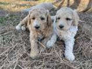 Goldendoodle Puppy for sale in Perkinston, MS, USA