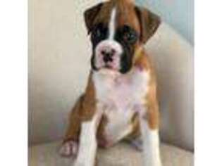 Boxer Puppy for sale in Jefferson City, MO, USA