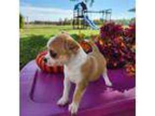 Chihuahua Puppy for sale in New Haven, IN, USA