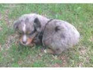 Miniature Australian Shepherd Puppy for sale in Axtell, TX, USA
