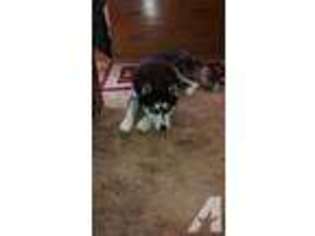 Siberian Husky Puppy for sale in ARENZVILLE, IL, USA