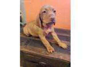 Vizsla Puppy for sale in Spencer, IN, USA