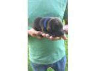 Labrador Retriever Puppy for sale in Augusta, MO, USA