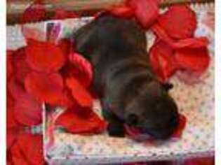 French Bulldog Puppy for sale in Enumclaw, WA, USA