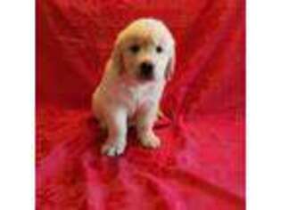 Mutt Puppy for sale in Groton, MA, USA