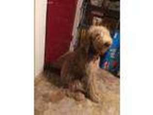 Labradoodle Puppy for sale in Grove City, PA, USA