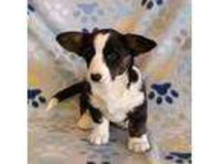 Cardigan Welsh Corgi Puppy for sale in Paonia, CO, USA