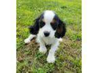 Cavachon Puppy for sale in Beaver Springs, PA, USA