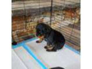 Rottweiler Puppy for sale in Marseilles, IL, USA