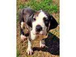 Great Dane Puppy for sale in Montgomery, TX, USA