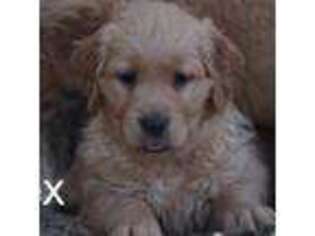 Golden Retriever Puppy for sale in Azle, TX, USA