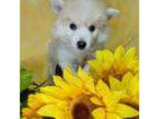 American Eskimo Dog Puppy for sale in Spring Hill, FL, USA
