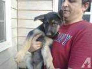 Cane Corso Puppy for sale in WICHITA FALLS, TX, USA