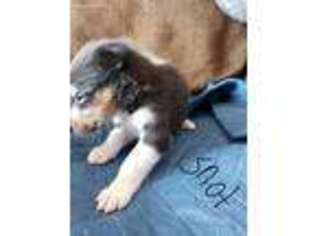 Collie Puppy for sale in Arkansaw, WI, USA