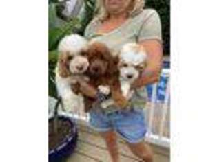 Cock-A-Poo Puppy for sale in West Babylon, NY, USA