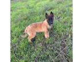 Belgian Tervuren Puppy for sale in Yorkville, IL, USA
