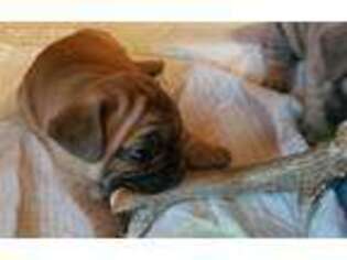 French Bulldog Puppy for sale in Union Bridge, MD, USA