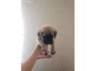 Mastiff Puppy for sale in Marshall, TX, USA