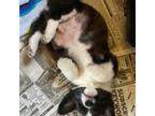 Medium Photo #1 Pembroke Welsh Corgi Puppy For Sale in Baldwin, MD, USA