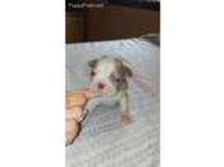 Boston Terrier Puppy for sale in Fitzgerald, GA, USA