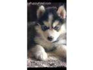 Siberian Husky Puppy for sale in Greencastle, IN, USA
