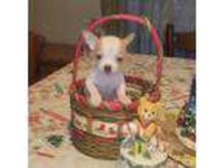Chihuahua Puppy for sale in Pitman, NJ, USA