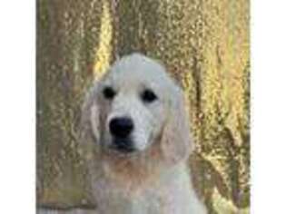 Golden Retriever Puppy for sale in Newport, WA, USA