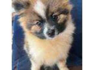 Pomeranian Puppy for sale in Lynchburg, VA, USA
