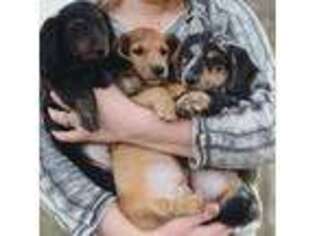 Dachshund Puppy for sale in Dexter, KS, USA