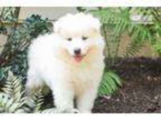 Samoyed Puppy for sale in Harrisburg, PA, USA