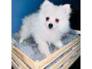 Pomeranian Puppy for sale in Mission, TX, USA