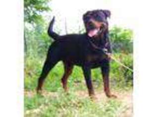 Rottweiler Puppy for sale in EVANSVILLE, IL, USA