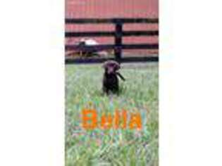Labrador Retriever Puppy for sale in Hull, GA, USA