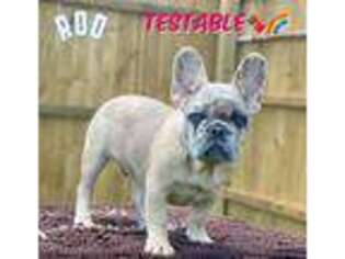 French Bulldog Puppy for sale in Checotah, OK, USA
