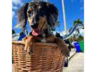 Dachshund Puppy for sale in Cocoa, FL, USA