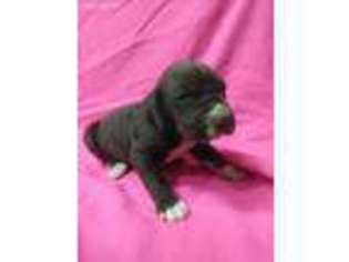 Great Dane Puppy for sale in Chiefland, FL, USA