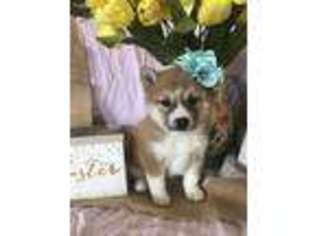 Shiba Inu Puppy for sale in Iuka, IL, USA