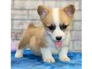 Pembroke Welsh Corgi Puppy for sale in Pittsburg, KS, USA