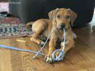 Rhodesian Ridgeback Puppy for sale in Dallas, TX, USA