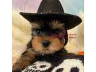 Yorkshire Terrier Puppy for sale in Shirley, NY, USA